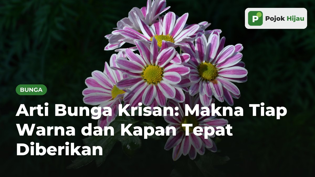 Serumpun bunga krisan bergaris merah muda dan putih dengan putik kuning di depan latar daun hijau gelap