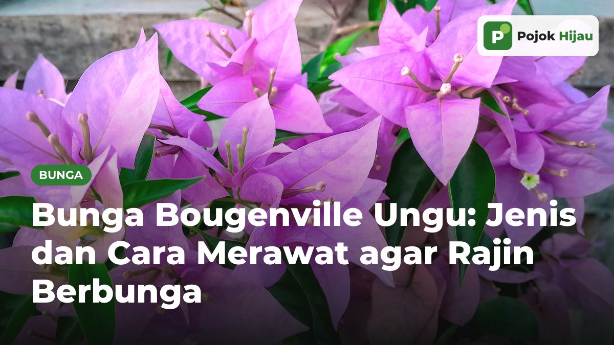 Braktea bunga bougenville ungu bermekaran rapat dengan daun hijau di latar dinding