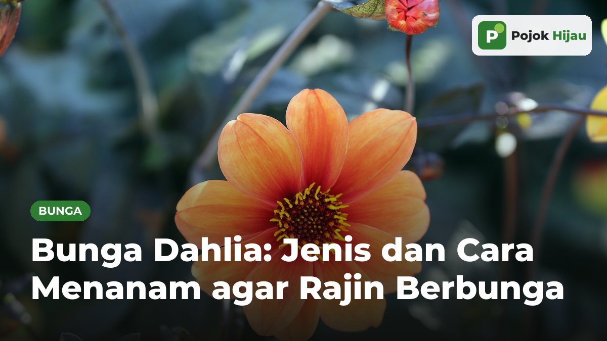 Bunga dahlia berkelopak tunggal warna oranye dengan putik kuning dan kuncup merah di latar belakang