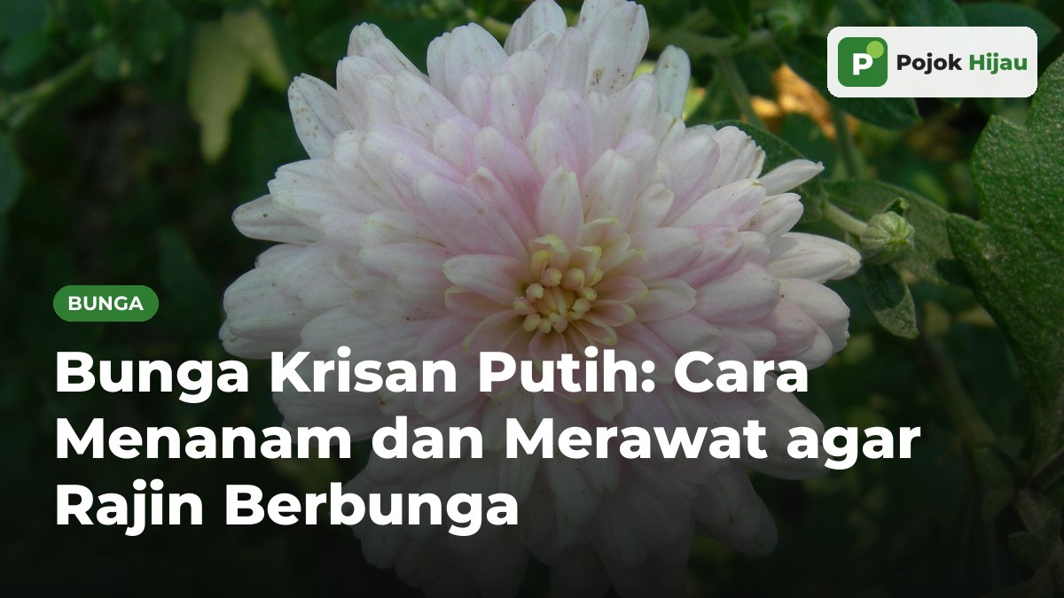 Bunga krisan putih dengan semburat merah muda lembut yang sedang mekar di antara daun hijau