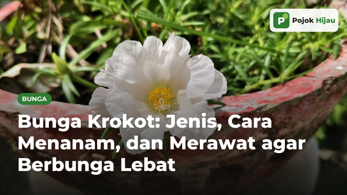 Bunga krokot putih kelopak ganda mekar di pot tanah liat merah di antara daun krokot