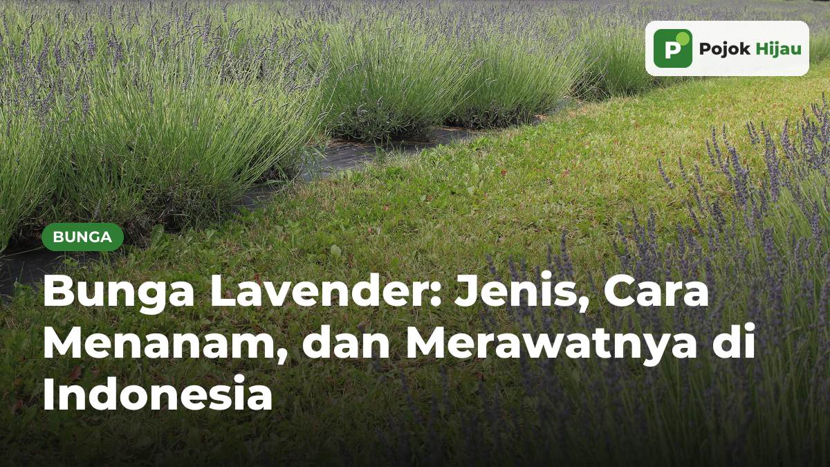 Deretan semak lavender berbunga ungu di ladang dengan jalur rumput di antaranya