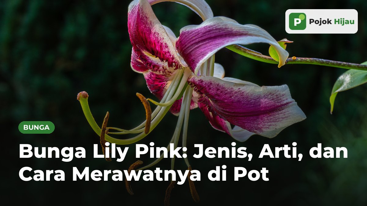 Bunga lily Stargazer berwarna pink keunguan dengan tepi putih, bintik gelap, dan benang sari cokelat oranye