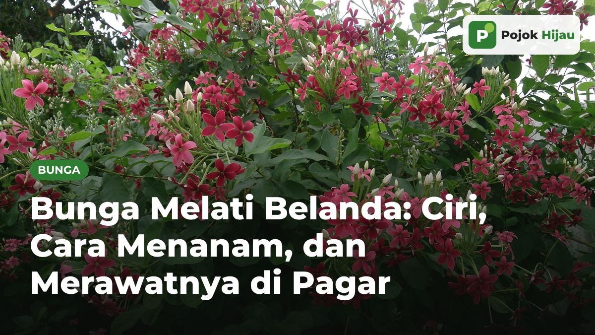 Tanaman melati belanda rimbun dengan kuncup putih serta bunga merah muda dan merah