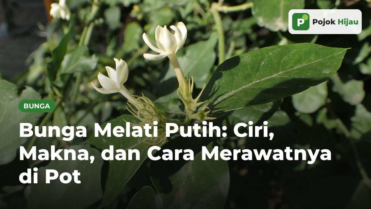 Bunga dan kuncup melati putih di antara daun hijau tua