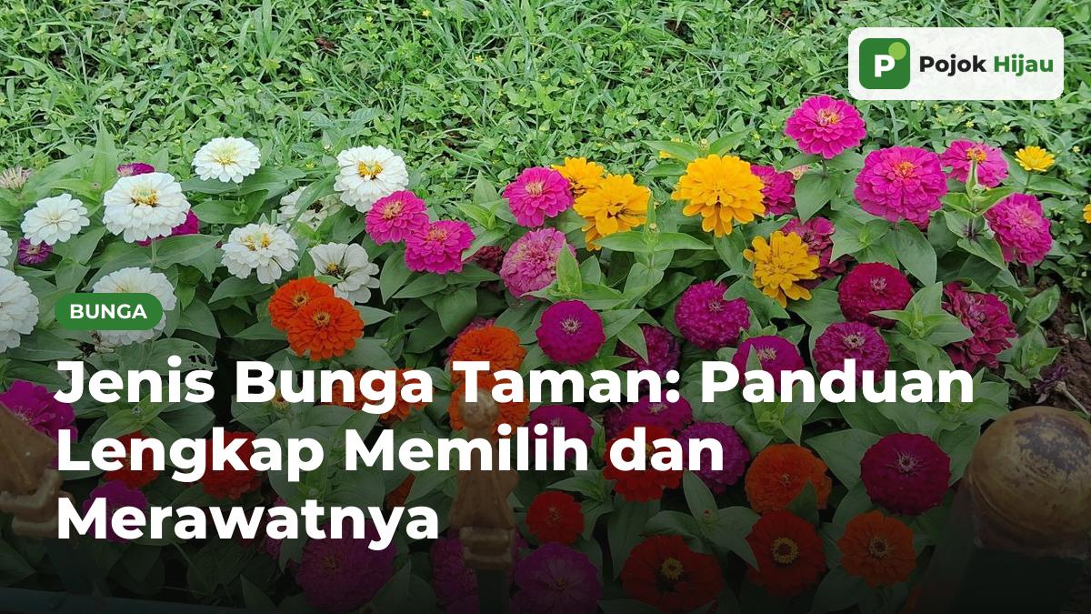 Bedengan bunga zinnia warna-warni merah, oranye, magenta, kuning, dan putih di taman berpagar besi
