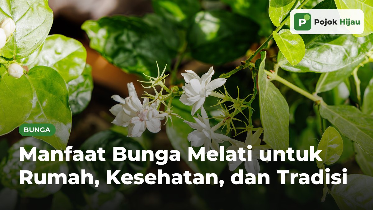 Bunga melati putih tumpuk dan kuncupnya di antara daun hijau mengilap